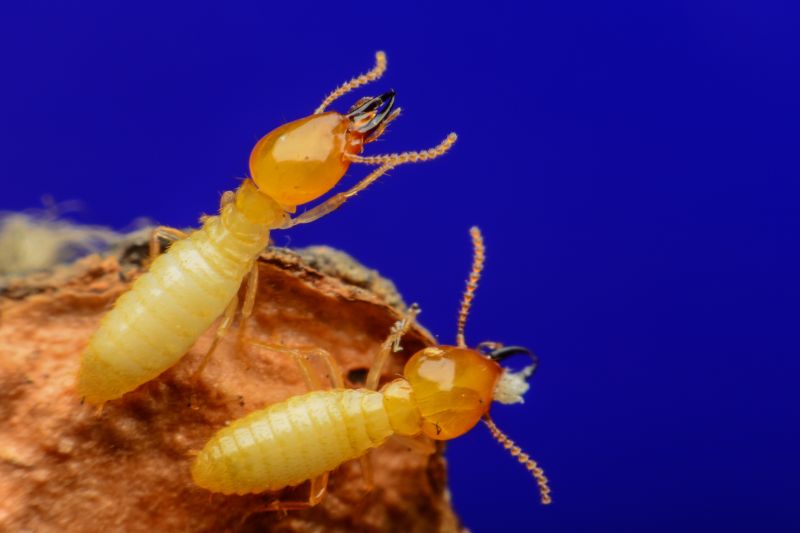 Commercial Termite Treatment in Katy, TX