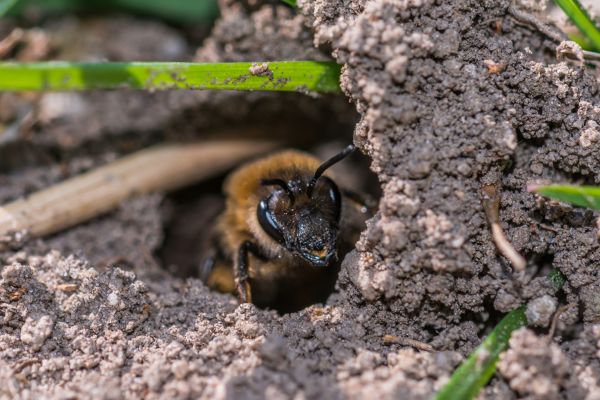 Stinging Insect Extermination Service