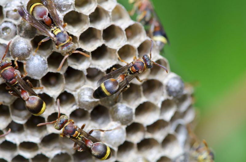 Hornet Removal