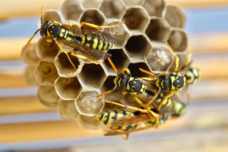 Hornet Removal