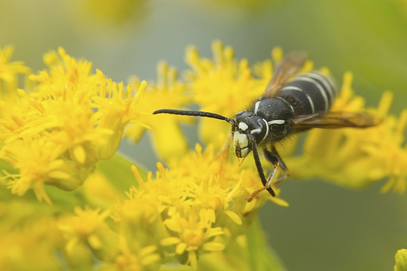 Hornet Removal