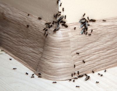 Black Ant Extermination in Fort Worth, TX