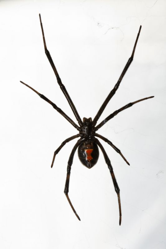 Black Widow Extermination in Frisco, TX