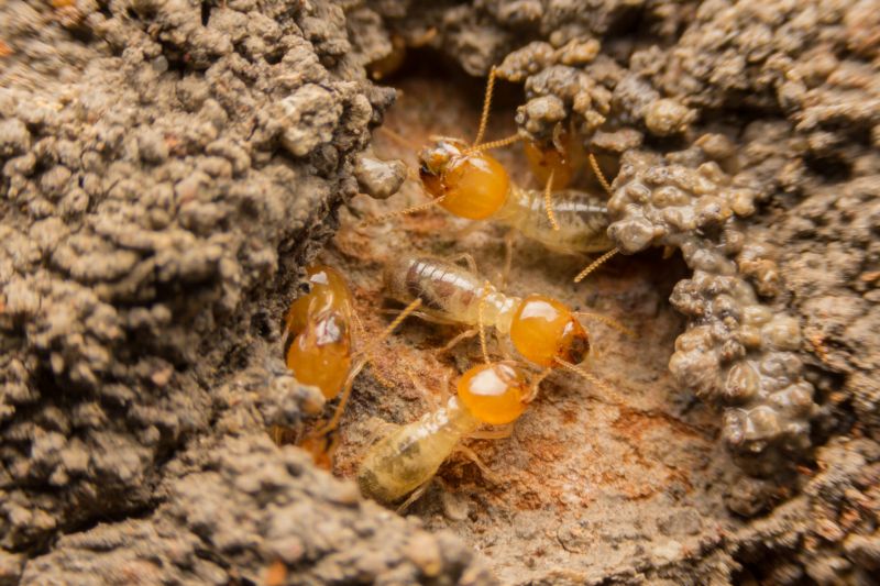 Commercial Termite Treatment in Katy, TX