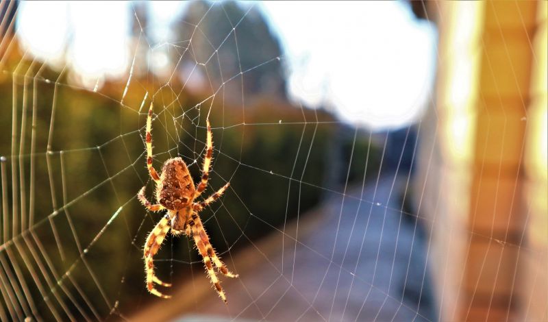Common Spiders Extermination in Denton, TX
