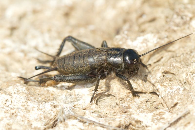 Cricket Control Service in Fort Worth, TX