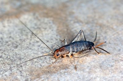 Cricket Control Service in Frisco, TX