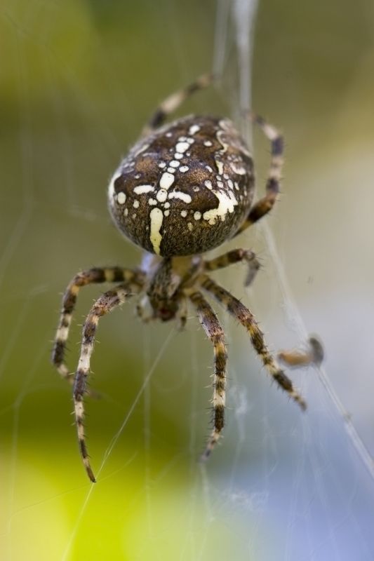 Cross Spider Extermination in New Braunfels, TX