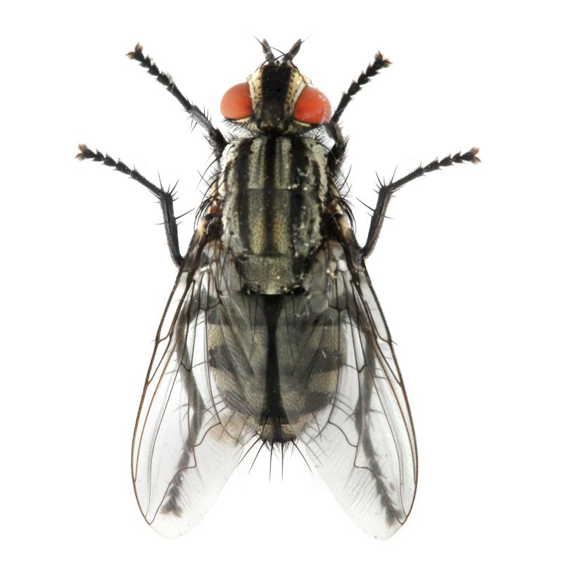 Fly Control Service in Rockwall, TX
