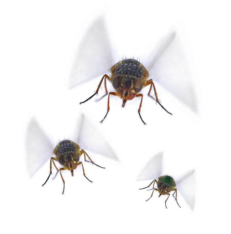 Fly Control Service in Katy, TX