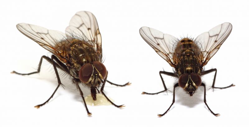 Fly Infestation Extermination in Mckinney, TX