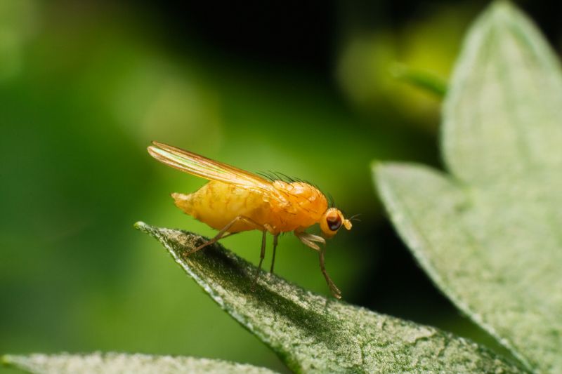 Fly Pest Control in New Braunfels, TX