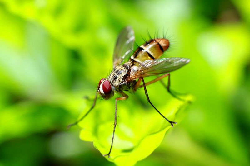 Fruit Fly Extermination in Katy, TX