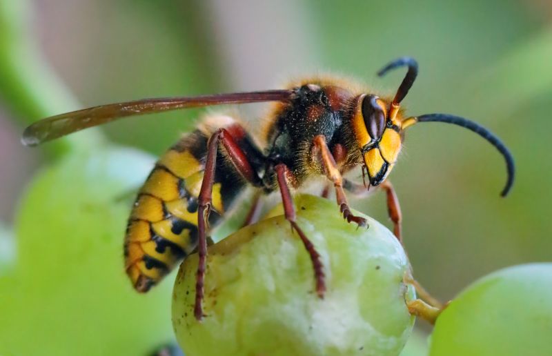 Hornet Removal