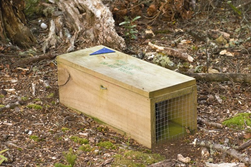 Hornet Removal Cost — Cost of Hornet Removal