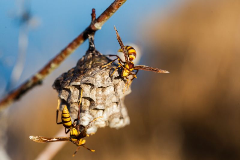 Hornet Removal Cost — Cost of Hornet Removal