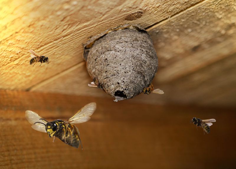 Hornet Removal Cost — Cost of Hornet Removal