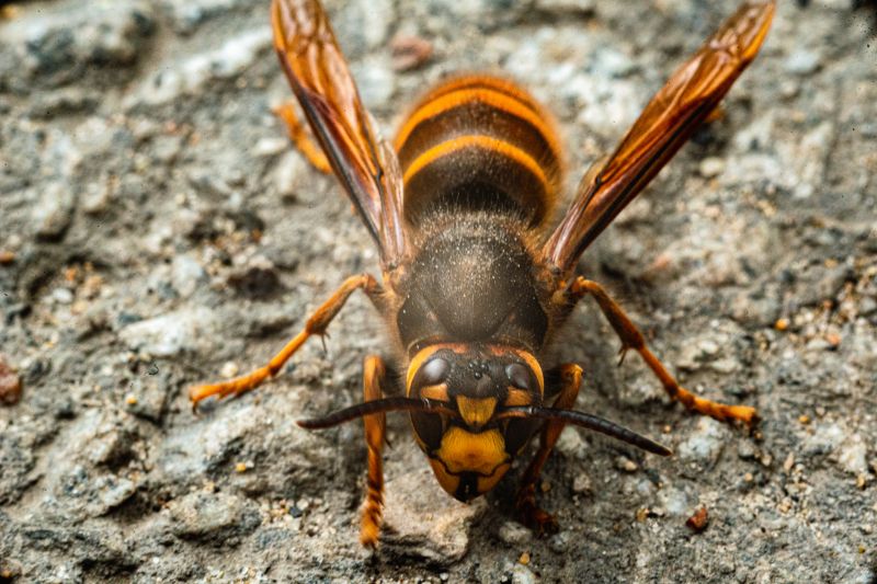 Hornet Removal Cost — Cost of Hornet Removal