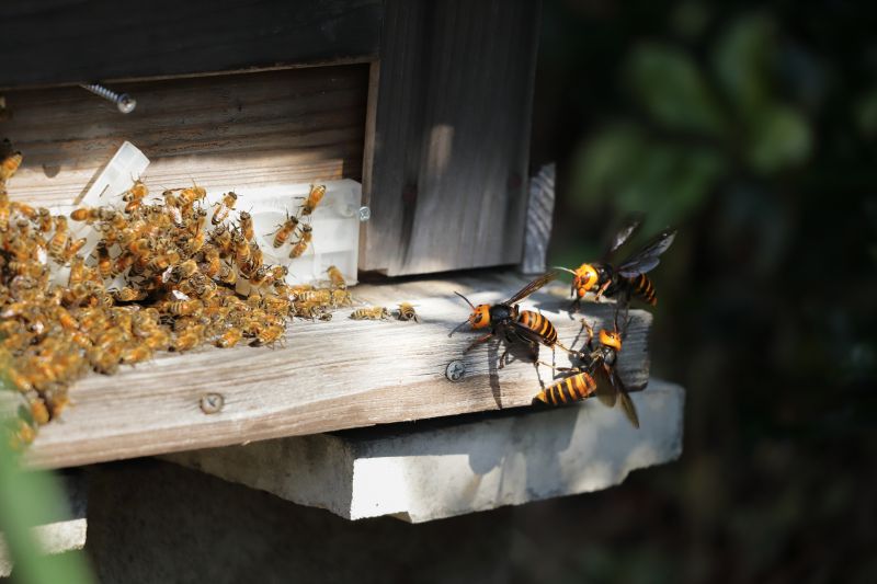 Hornet Removal Cost — Cost of Hornet Removal
