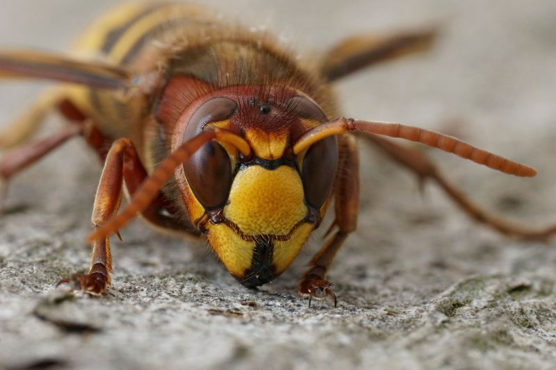 Hornet Removal