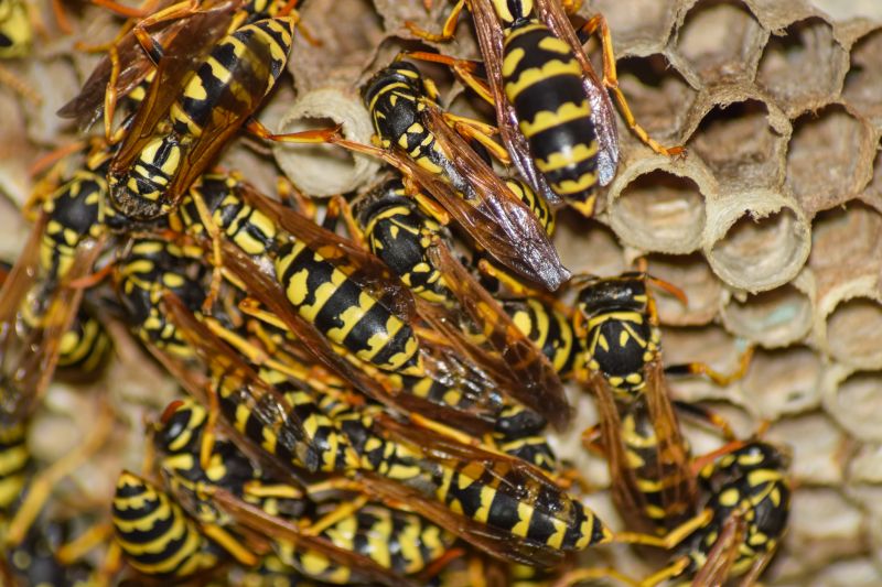 Fall Hornet Decline