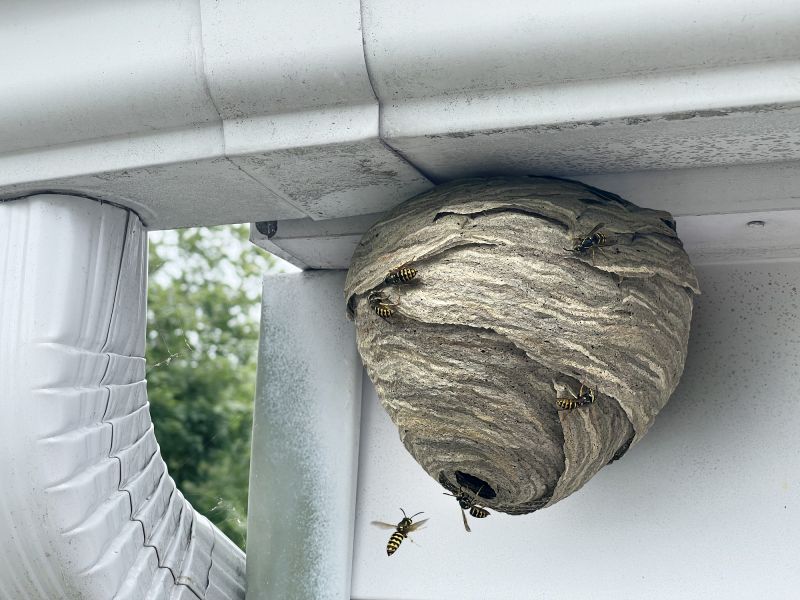 Hornet Nest in Summer