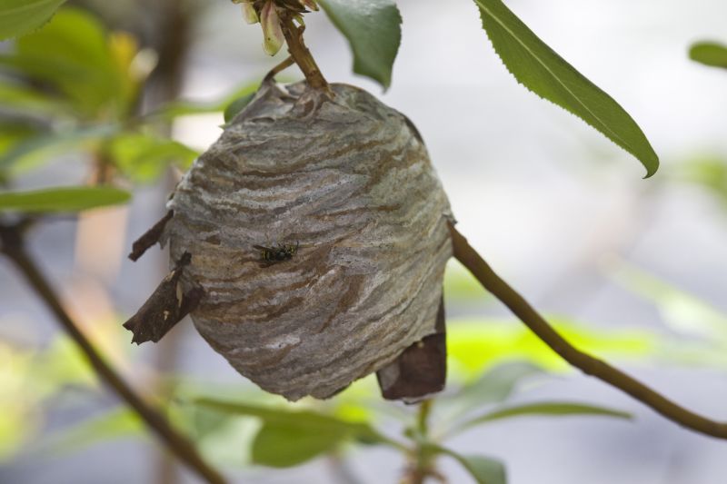Hornet Nest on a Tree