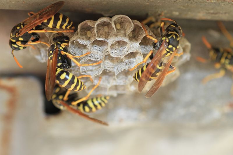 Hornet Swarm Near a Home