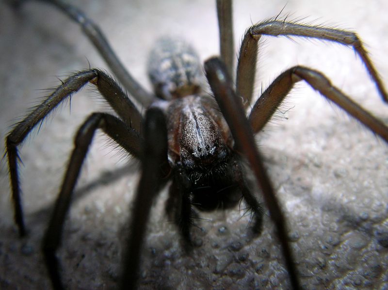 Huntsman Spider Extermination in New Braunfels, TX