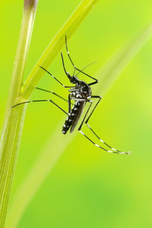 Mosquito Control Service in Katy, TX