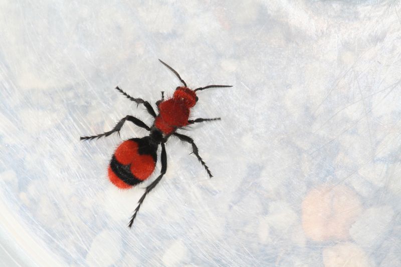 Velvet Ant Extermination in Arlington, TX