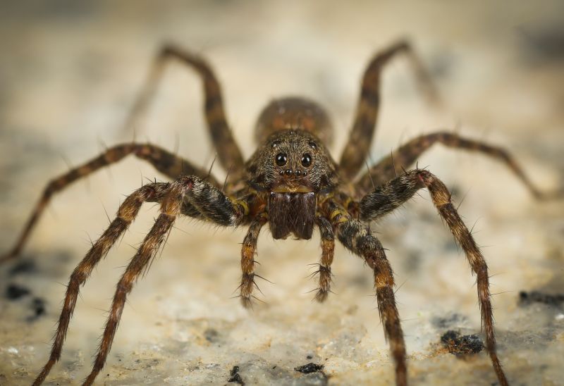 Wolf Spider Removal in New Braunfels, TX