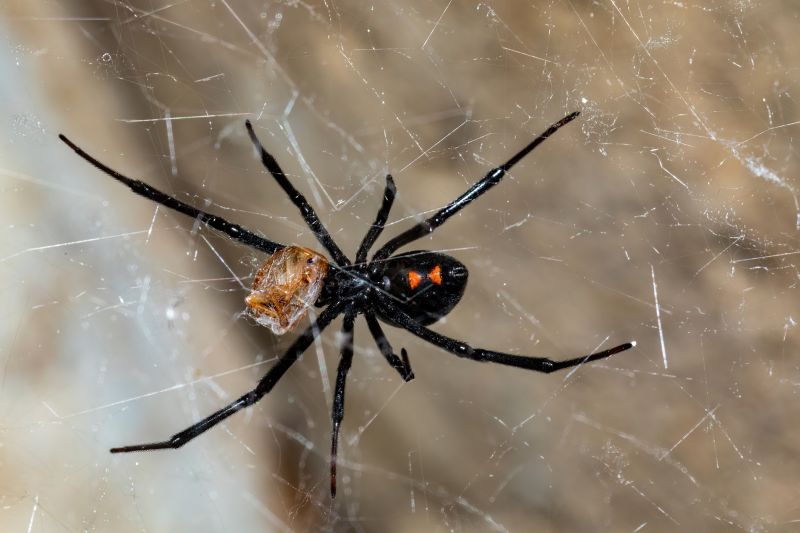 Wolf Spider Removal in Katy, TX